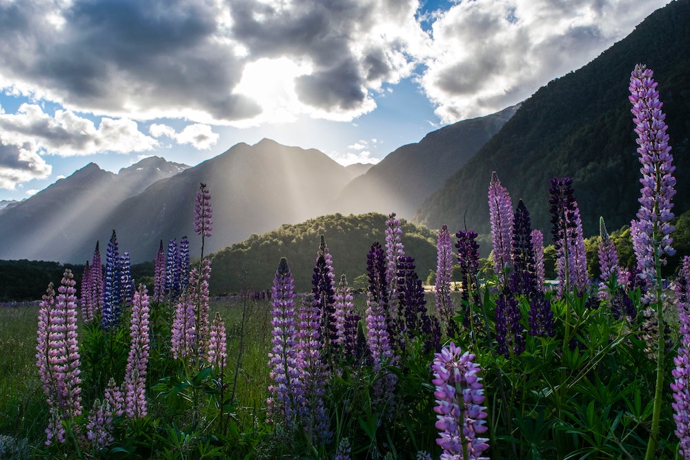 Lupins on the foreground with mountains on the background